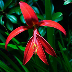 Flor